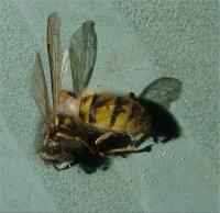 Wasp and emerging Anthrenus larva