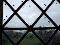 Cluster flies in window
