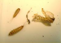 Trogoderma angustum larvae and cast skin