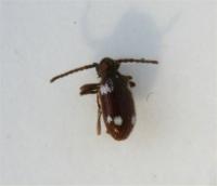 Six spot spider beetle Ptinus sexpunctatus