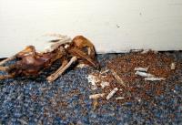 Case-bearing clothes moth cases on dead bird