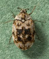 Guernsey carpet beetle Anthrenus sarnicus 