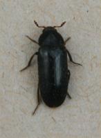 Hide beetle Dermestes haemorrhoidalis 