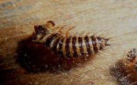 Dermestes larva cast skin