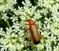 Soldier beetle Rhagonycha 