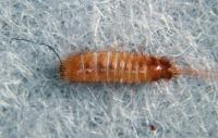 Museum nuisance larva Reesa vespulae