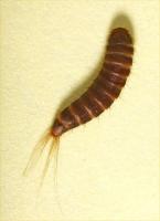 Two spot carpet beetle Attagenus pellio larva