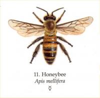 Honey bee