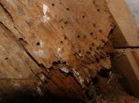 Death watch damage to roof beam