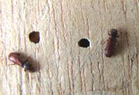 Powder post beetle and emergence holes