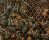 Bees on hive