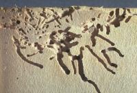 Anobium damage