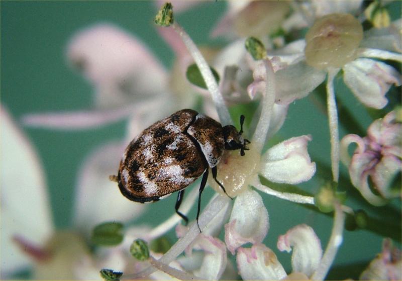 Adult feeding on flower