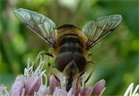 Hoverfly