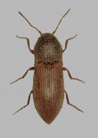Click beetles Agriotes and Athous