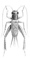House cricket Acheta