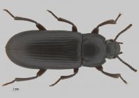 Tenebrio molitor adult