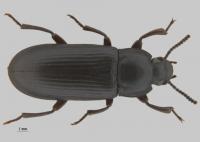 Tenebrio molitor adult