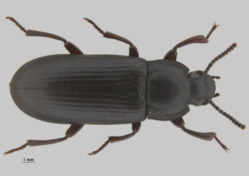 Tenebrio molitor adult