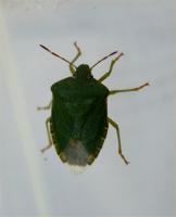 Green Shield Bug
