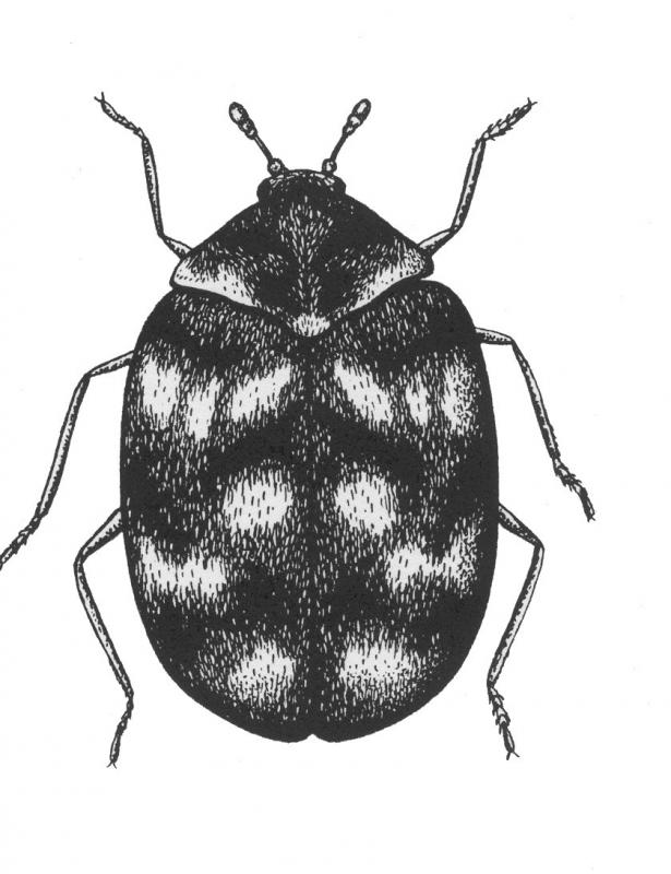 Drawing of adult