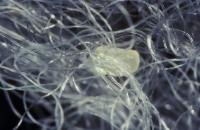Tineola egg