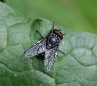 Housefly Musca domestica