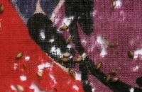 Textile damage by Anthrenus larvae