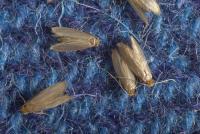 Webbing clothes moths