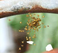 Spiderlings