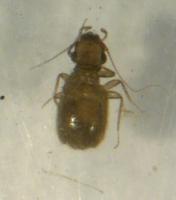 Black booklouse Lepinotus