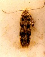 Brown dotted clothes moth Niditinea fuscella
