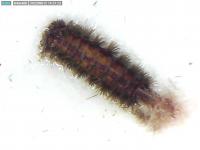 Bristly millipede Polyxenus sp