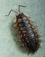 Woodlouse