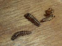 Dermestes peruvianus larva and cast skins