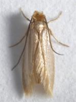 Common or webbing clothes moth Tineola bisselliella 