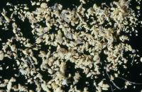 Anobium frass