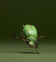 Chafer