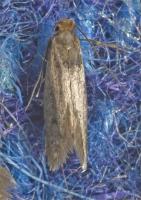 Tinea adult
