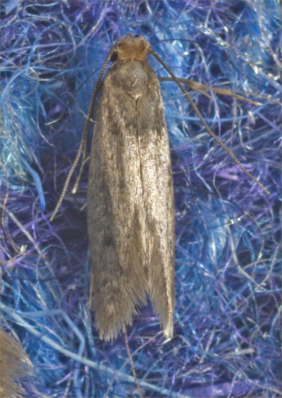 Tinea adult