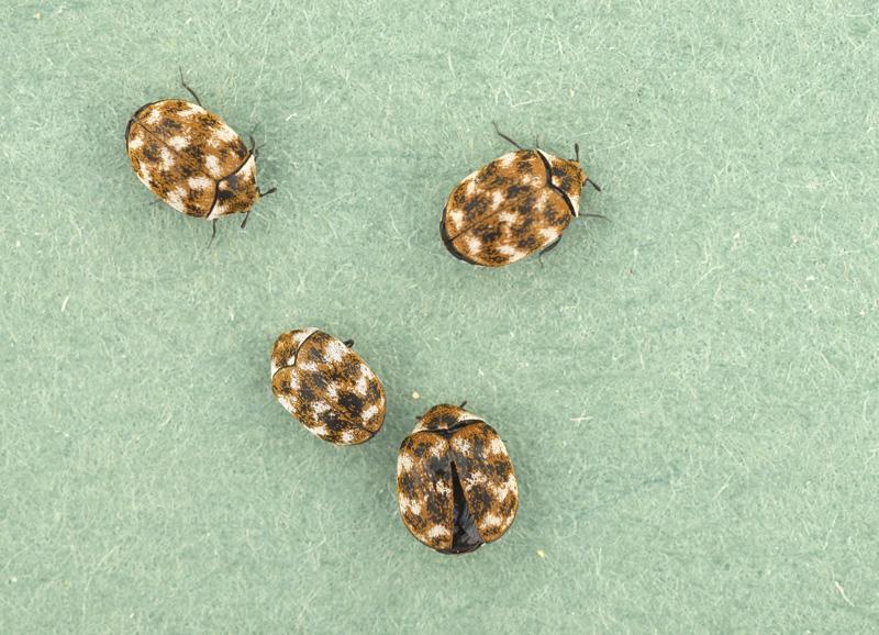 A verbasci adults