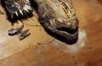 Anthrenus sarnicus damage and frass