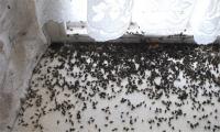 Cluster flies on windowsill