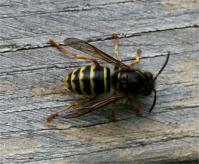 Wasp