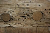 Death watch beetle emergence holes