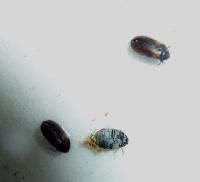 Reesa and Anthrenus adults on trap