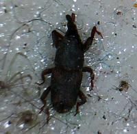 Rice weevil Sitophilus oryzae