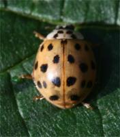 Harlequin ladybird Harmonia axyridis