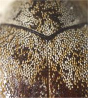Scales