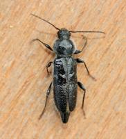 House longhorn Hylotrupes bajulus